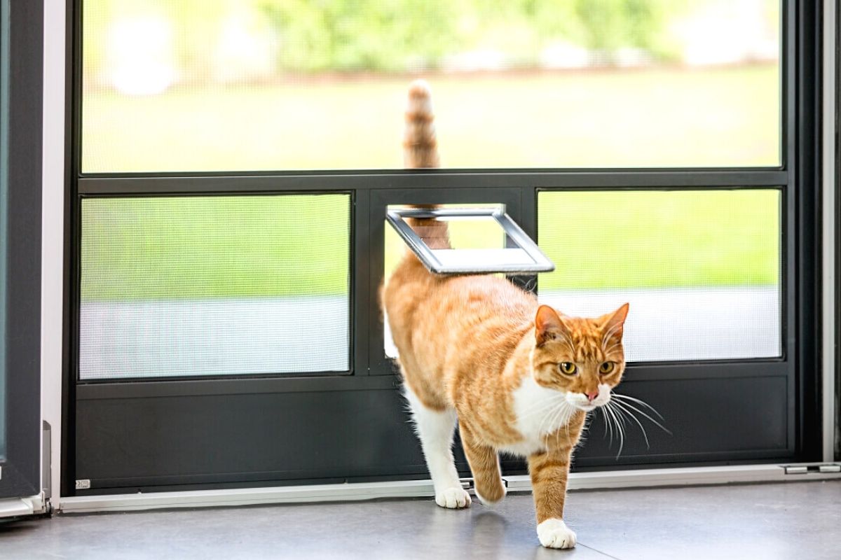 Gato entrando en una casa con mosquitera con gatera