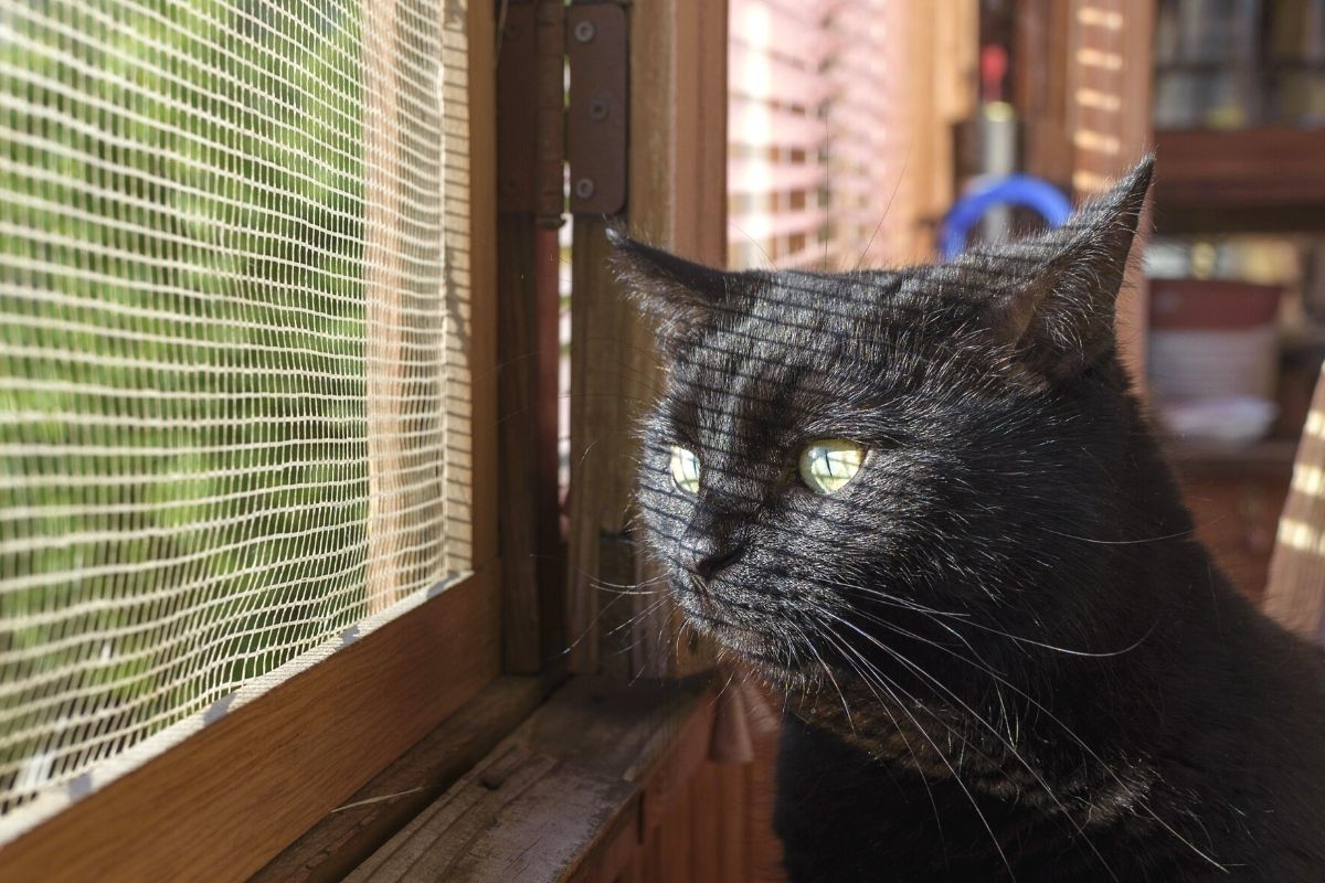 Mosquiteras a prueba de gatos