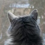 Mosquitera Fija tela PetScreen para mascotas