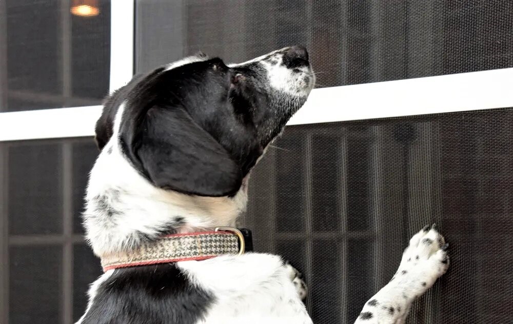 malla mosquiteras para mascotas petscreen