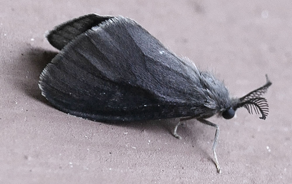 polillas negras pequeñas en casa