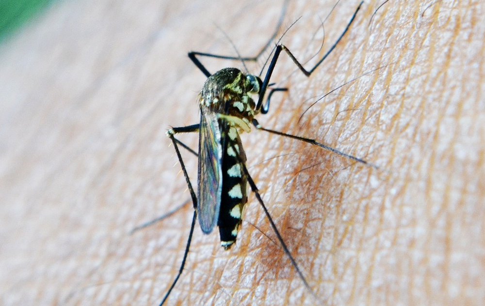 tipos de mosquitos grandes guia