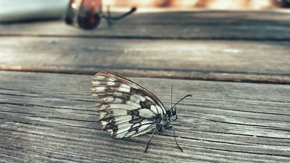 como evitar que entren polillas en casa
