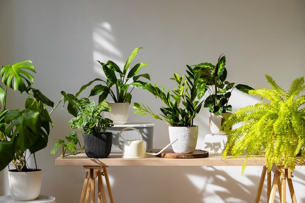 Mesa con las mejores plantas para ahuyentar mosquitos