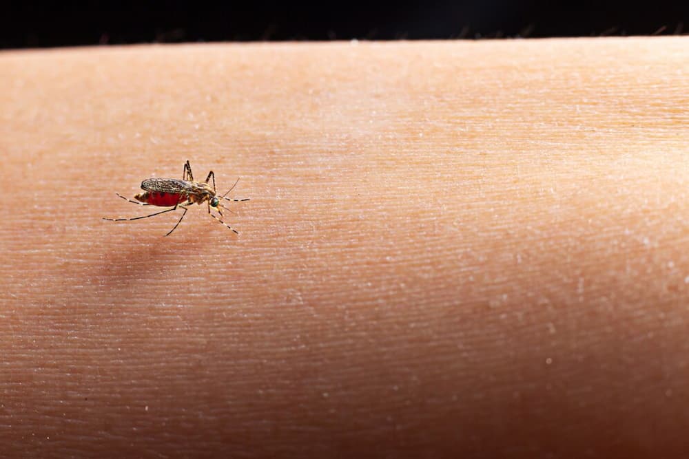Mosquito chupando sangre