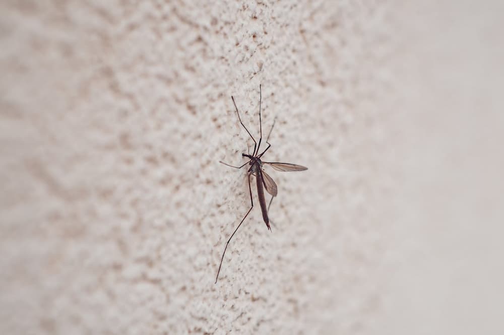como eliminar mosquitos pequeños en casa 1